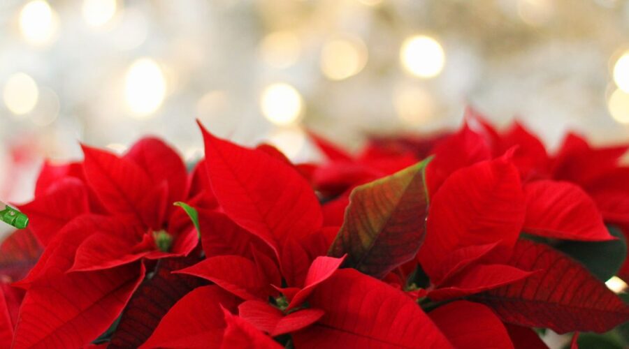 Campagne de poinsettias au profit de la Fondation Pallia-Vie